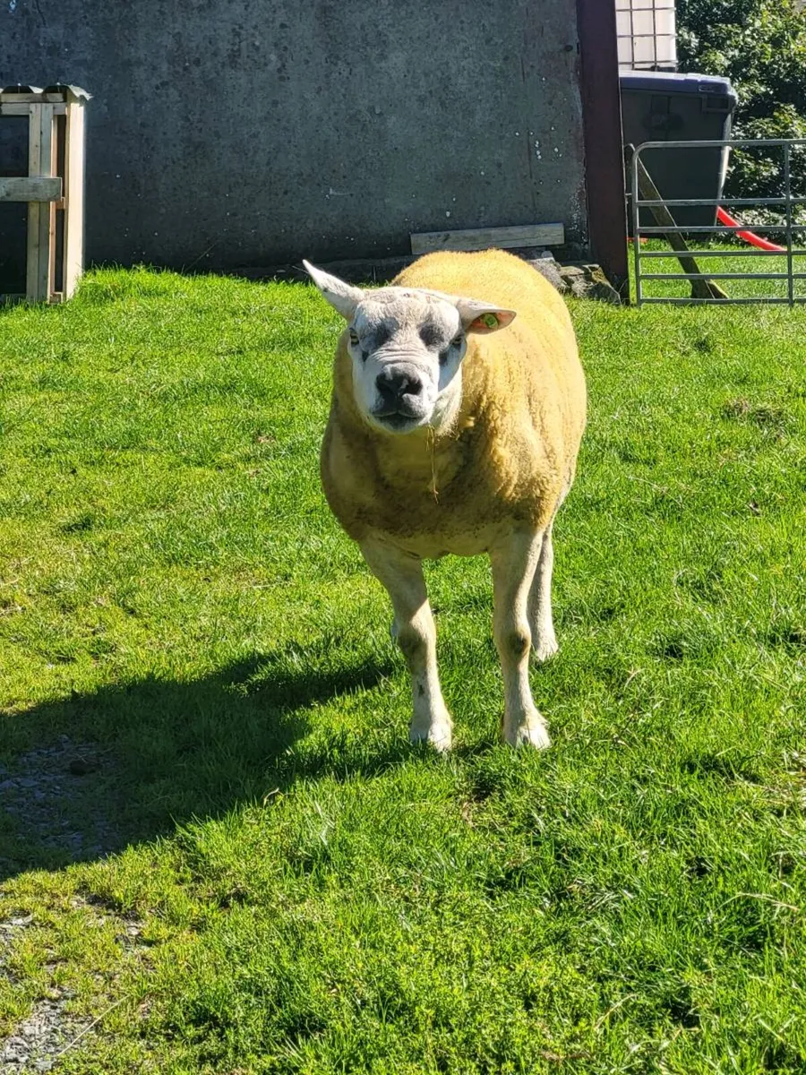 Texel ram - Image 2