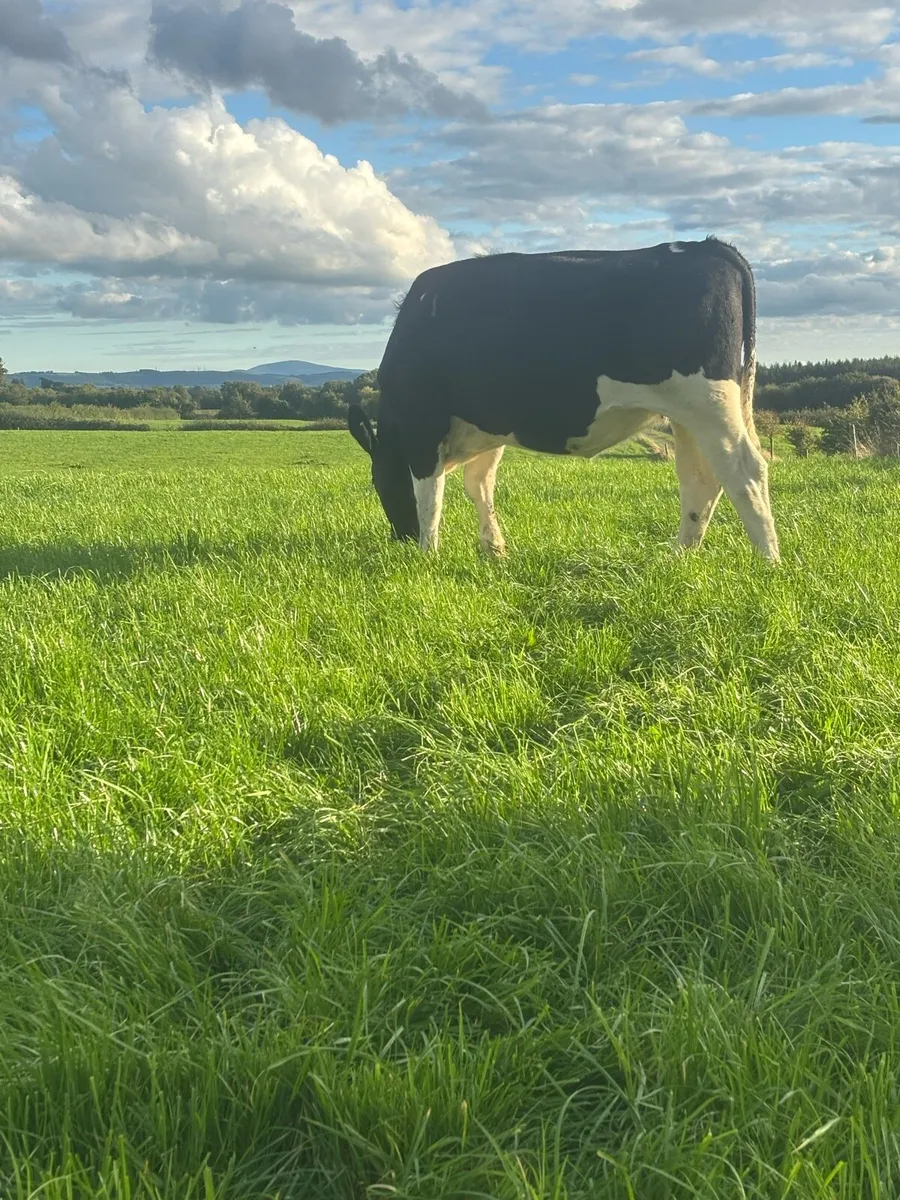 18 incalf Ped Reg BF heifers - Image 2