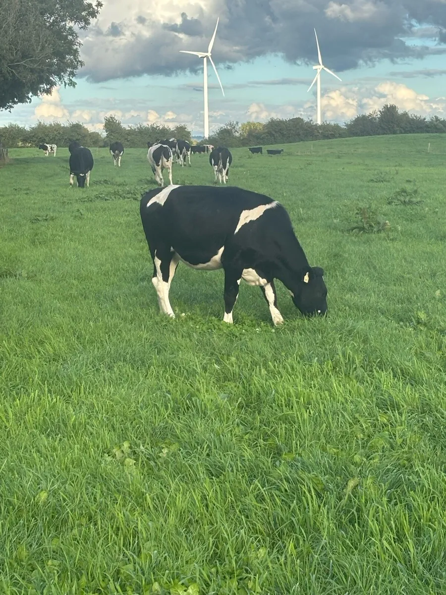 18 incalf Ped Reg BF heifers - Image 3