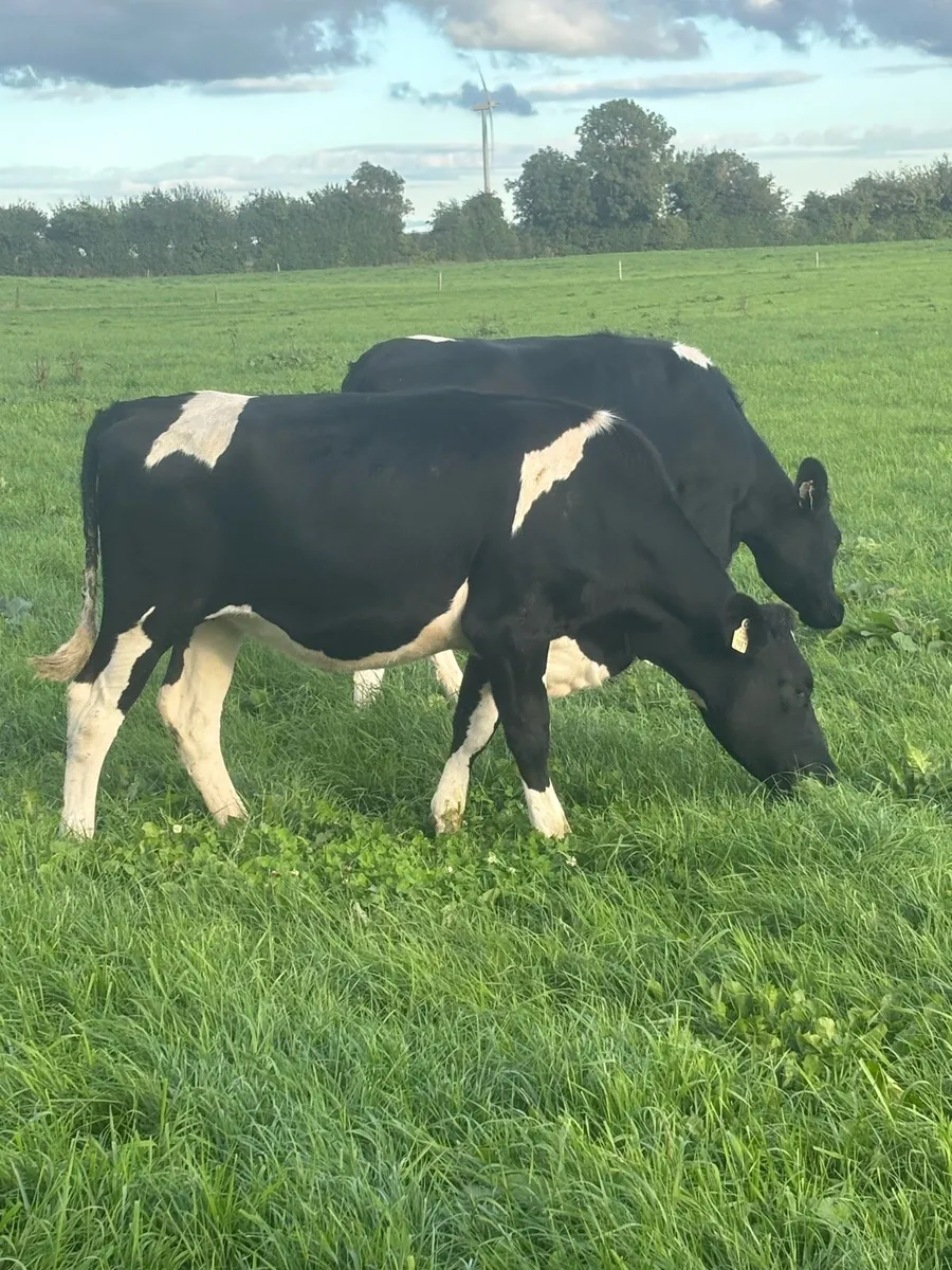 18 incalf Ped Reg BF heifers - Image 4