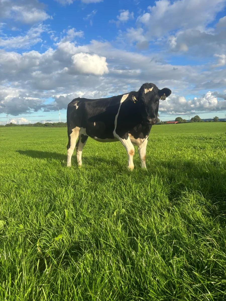 18 incalf Ped Reg BF heifers - Image 1