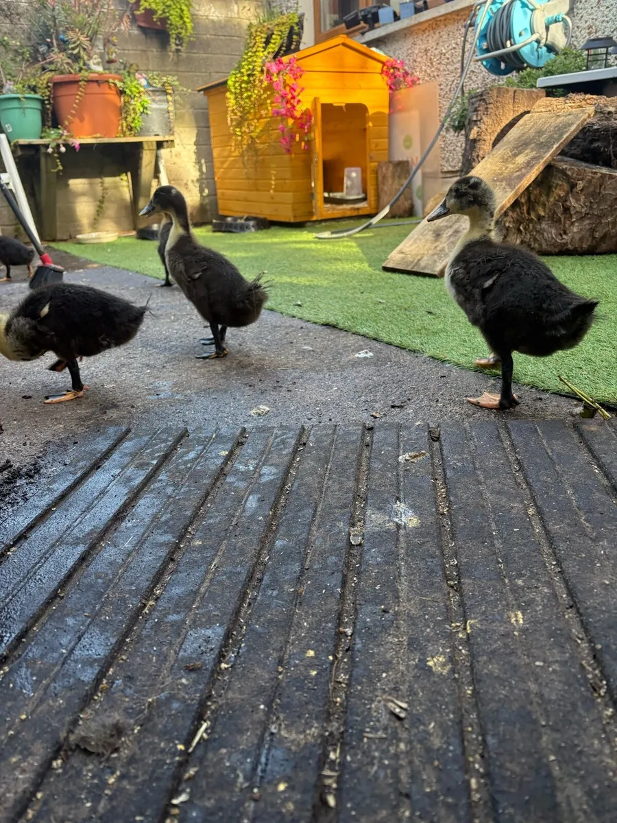 Baby khaki Campbell ducks - Image 2