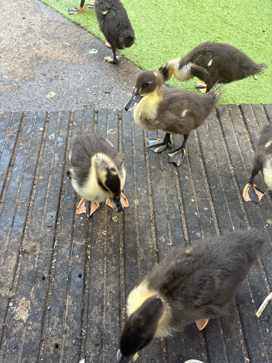 Baby khaki Campbell ducks - Image 4