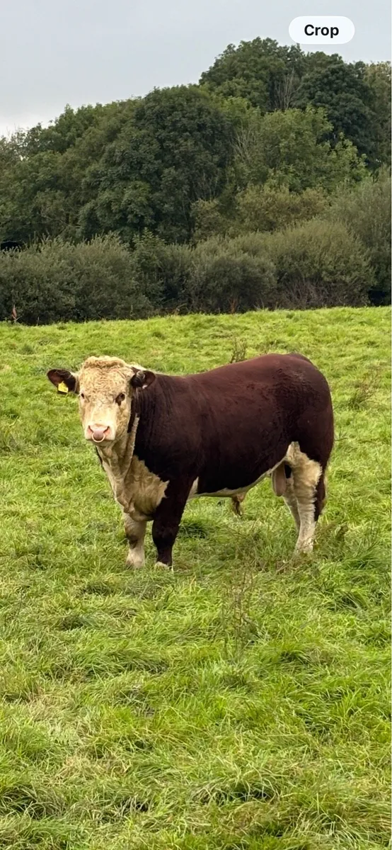 Pedigree Hereford Bulls- Cork - Image 1
