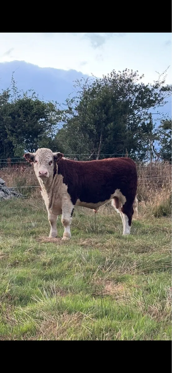 Pedigree Hereford Bulls- Cork - Image 3