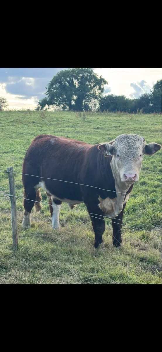 Pedigree Hereford Bulls- Cork - Image 4