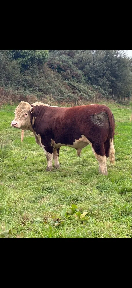 Pedigree Hereford Bulls- Cork - Image 2