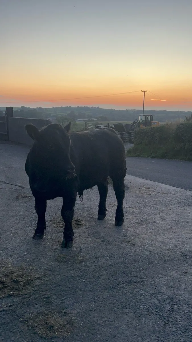 Registered Pedigree Angus Bull - Image 3