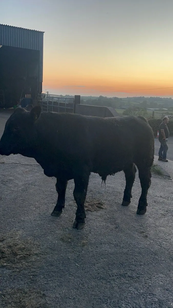 Registered Pedigree Angus Bull - Image 4