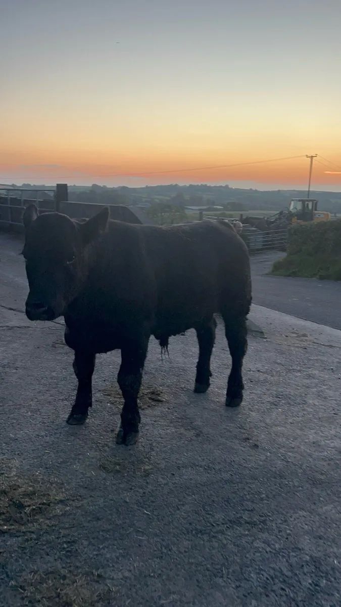 Registered Pedigree Angus Bull - Image 1