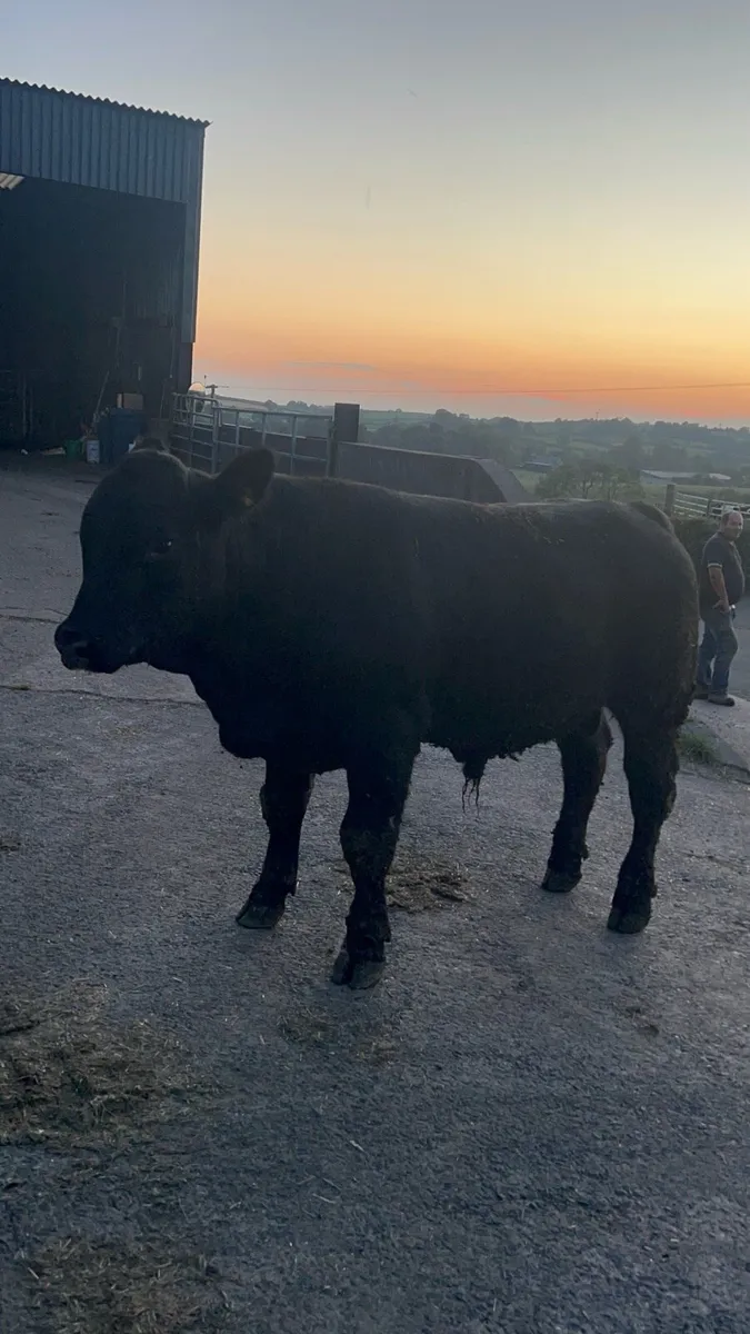 Registered Pedigree Angus Bull - Image 2
