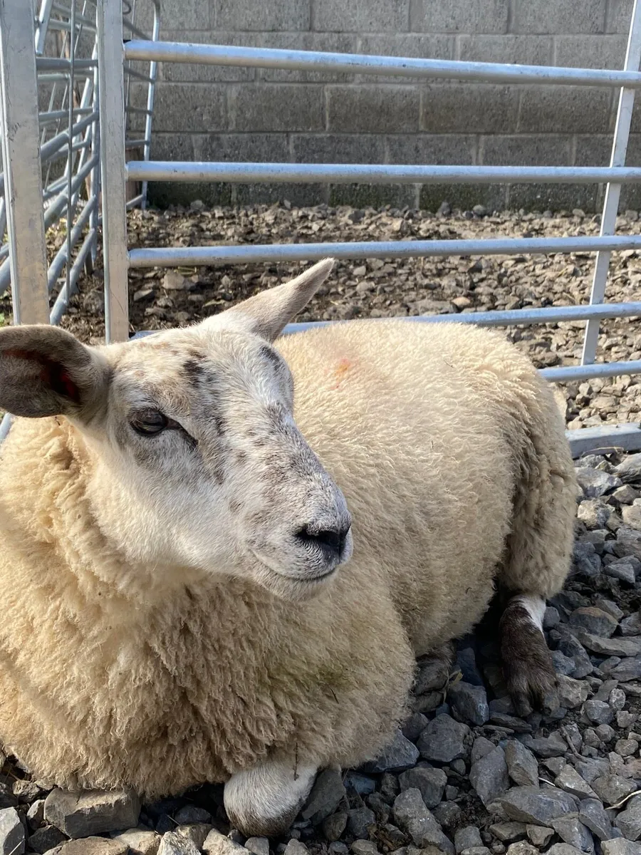 Replacement Ewe Lambs (quiet homebred lambs) - Image 3