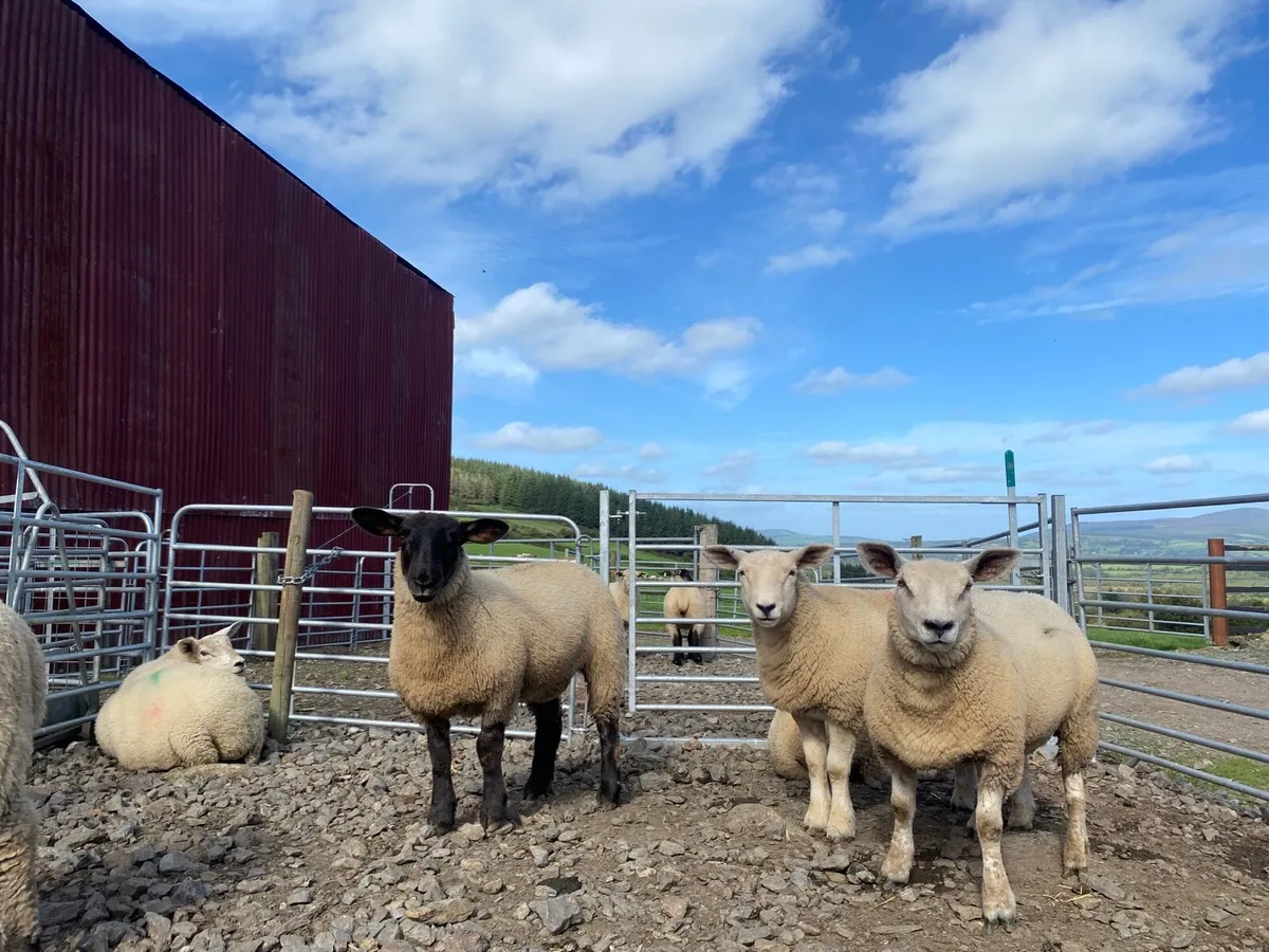 Replacement Ewe Lambs (quiet homebred lambs) - Image 4