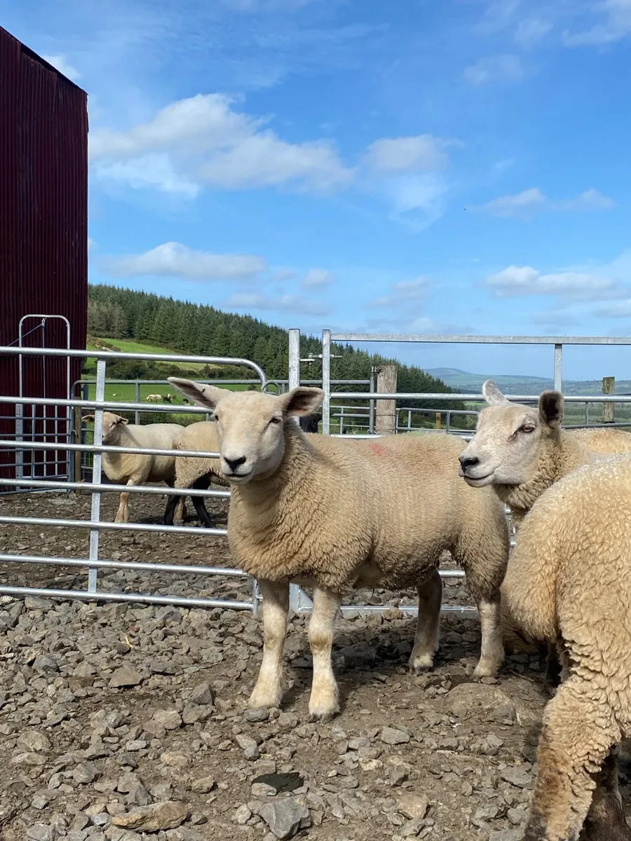 Replacement Ewe Lambs (quiet homebred lambs) - Image 1