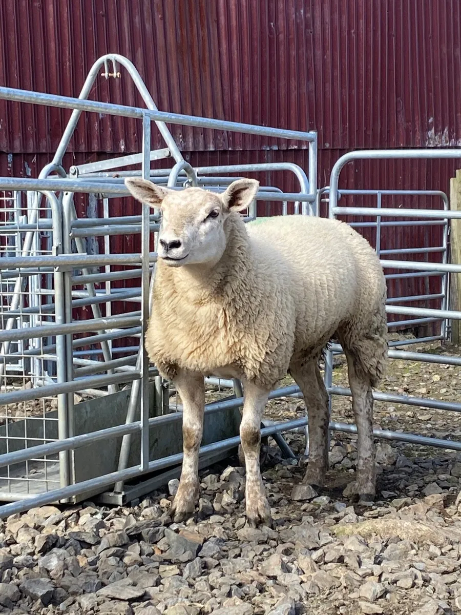 Replacement Ewe Lambs (quiet homebred lambs) - Image 2