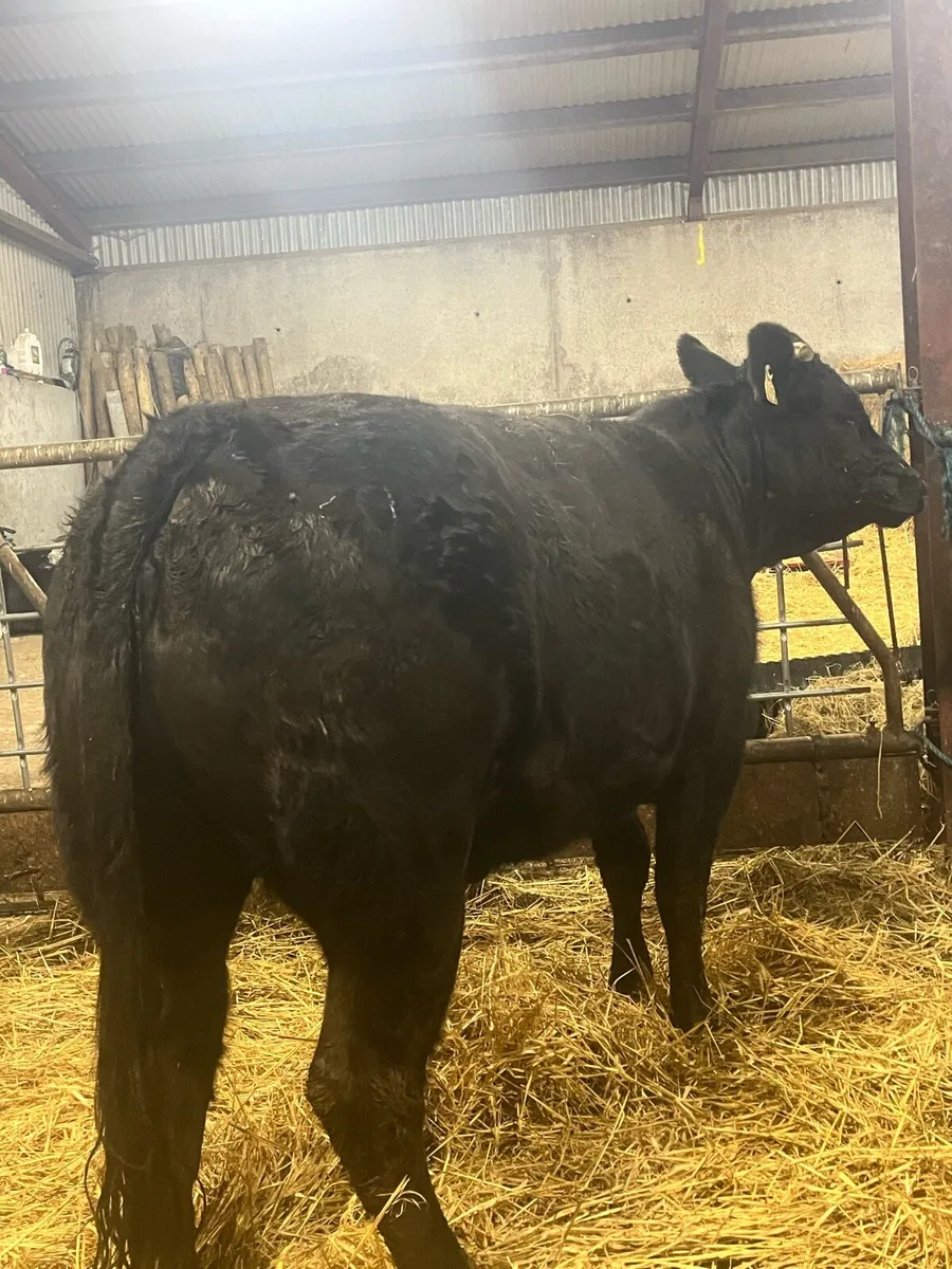 ⭐️Super quality limousine 1st calving heifer⭐️ - Image 3
