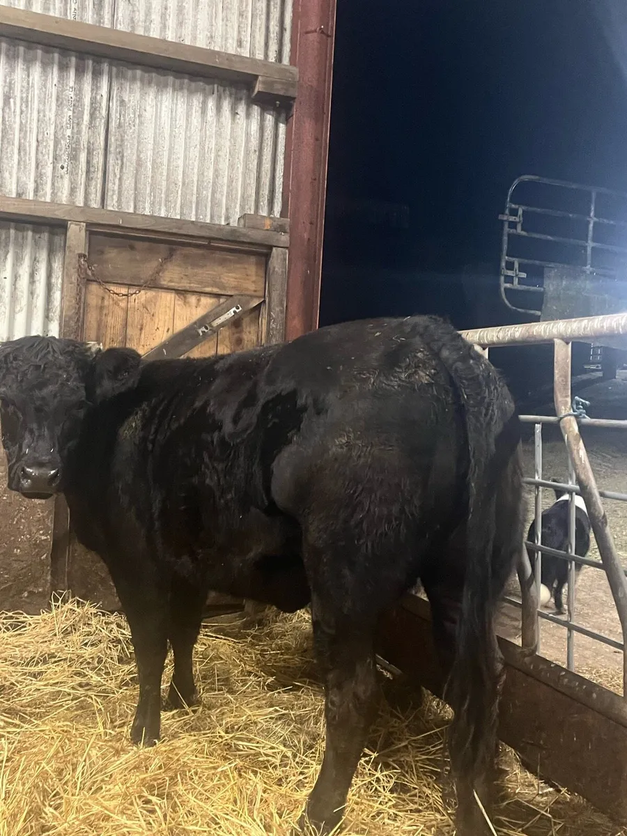 ⭐️Super quality limousine 1st calving heifer⭐️ - Image 4
