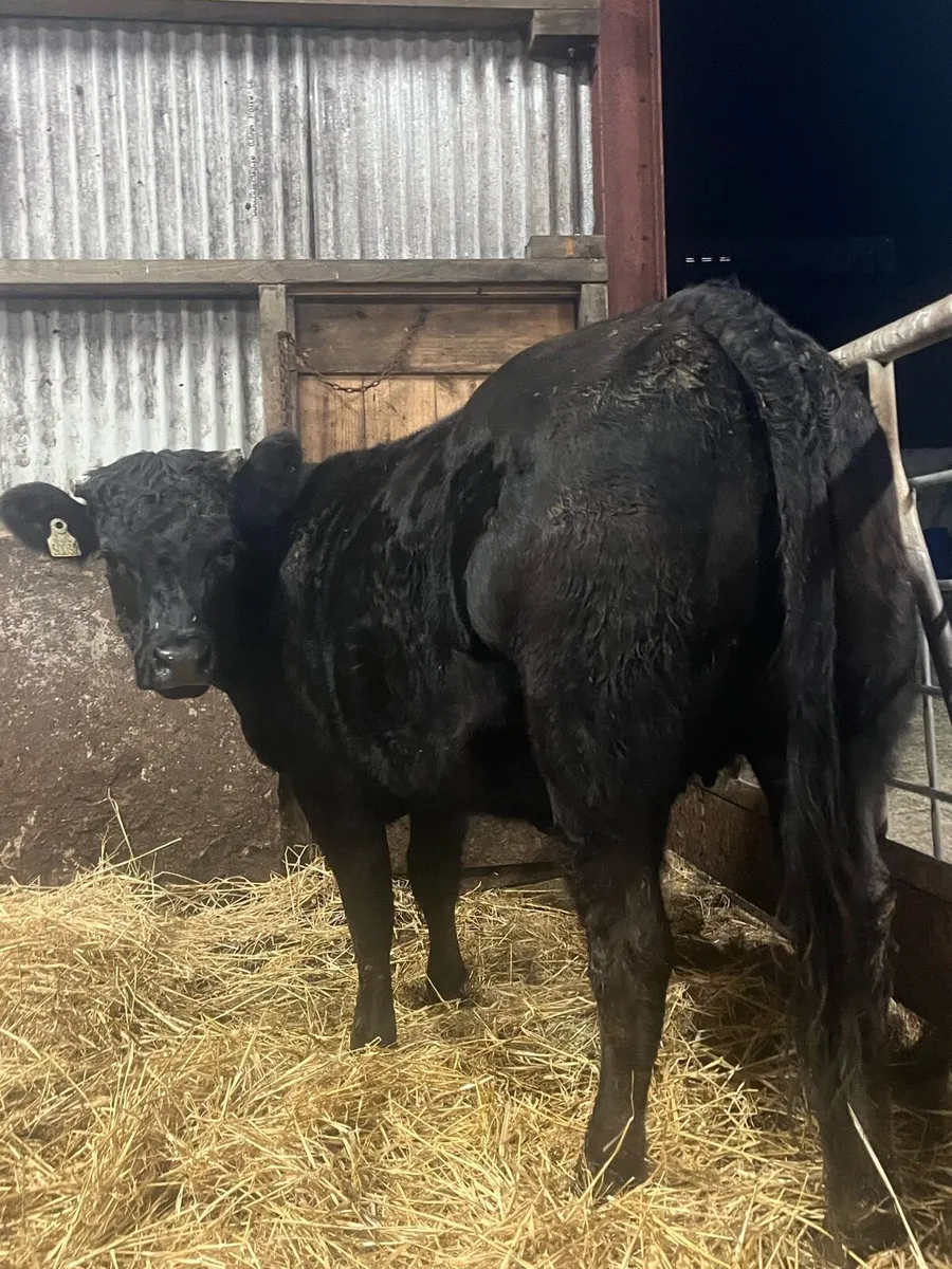 ⭐️Super quality limousine 1st calving heifer⭐️ - Image 1
