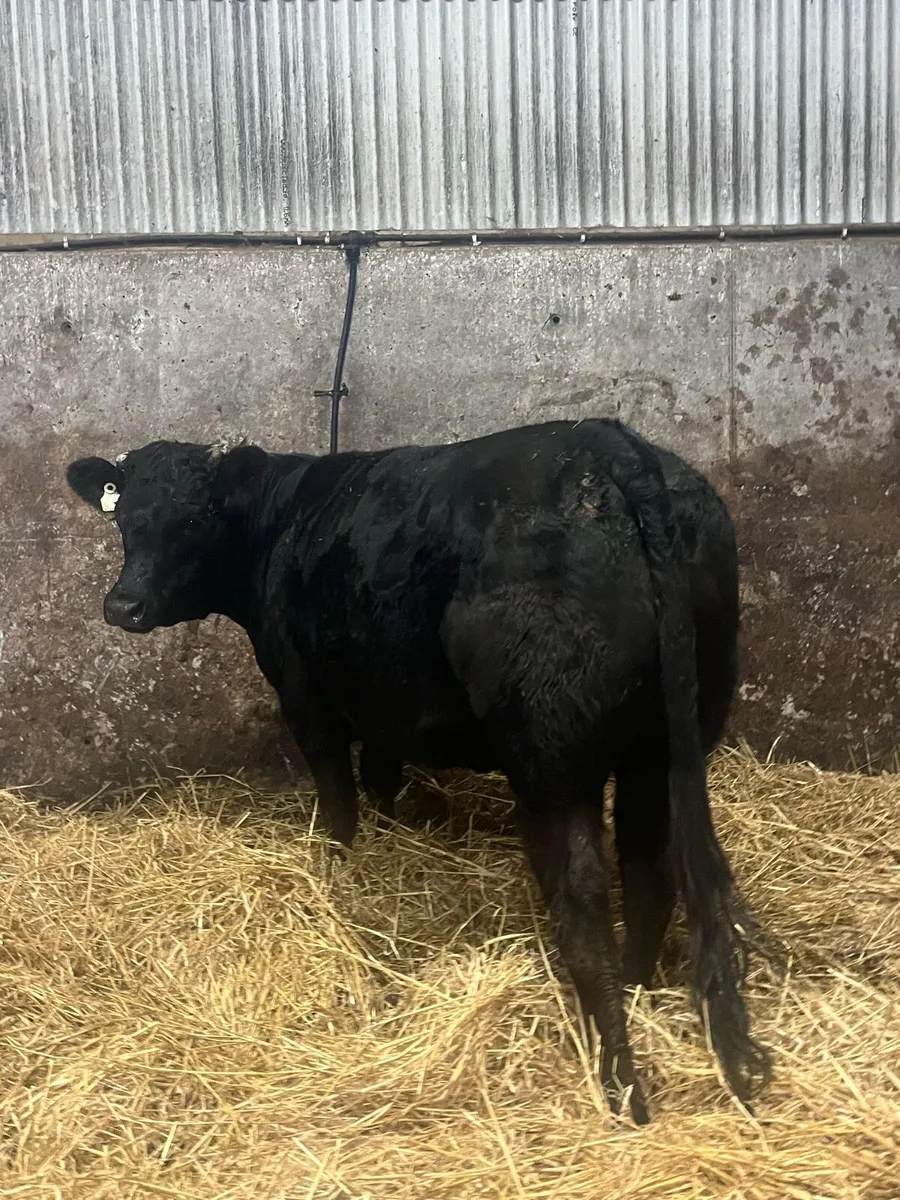 ⭐️Super quality limousine 1st calving heifer⭐️ - Image 2