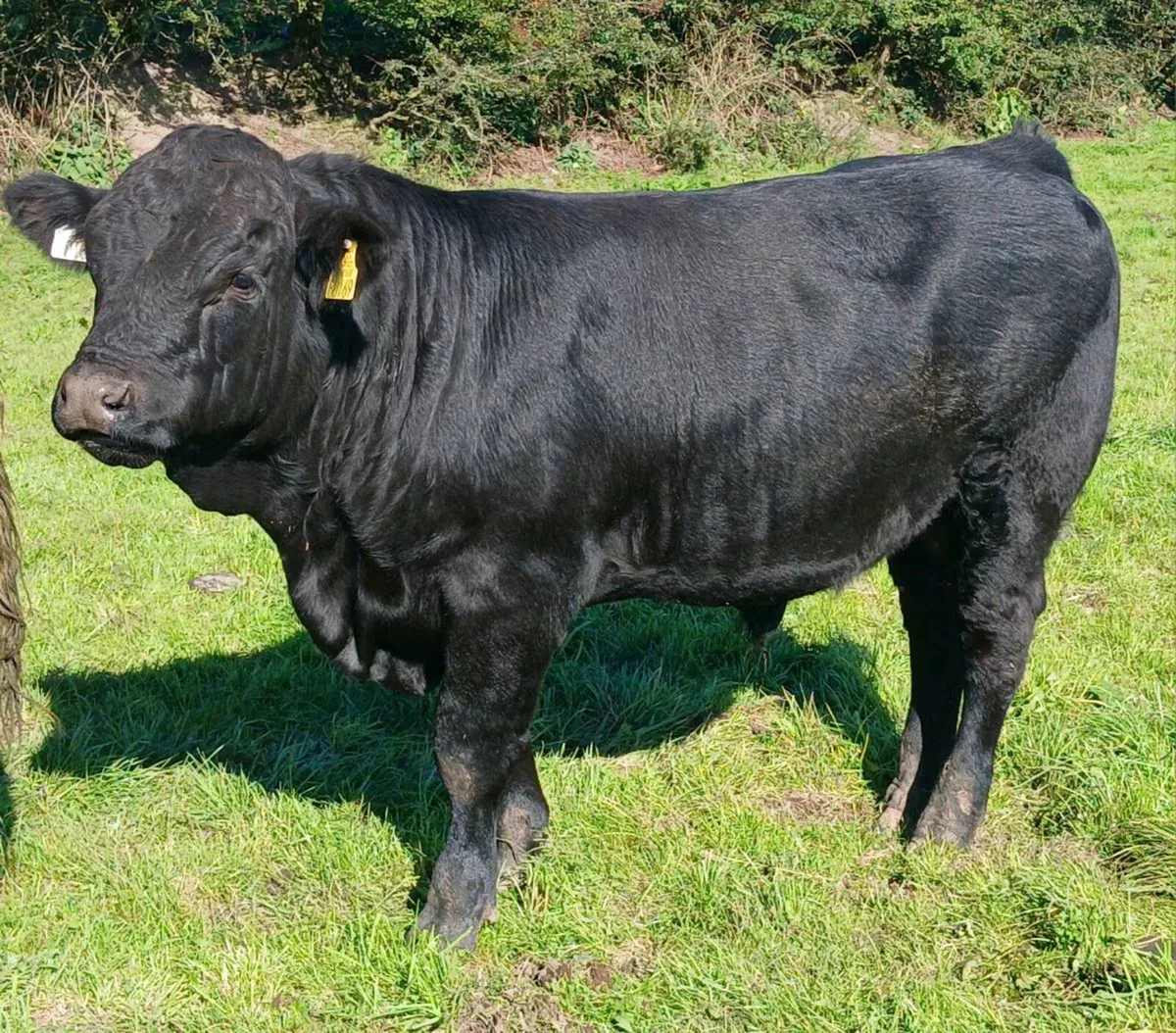 Bull Weanlings Balla Mart Tues 22nd - Image 1