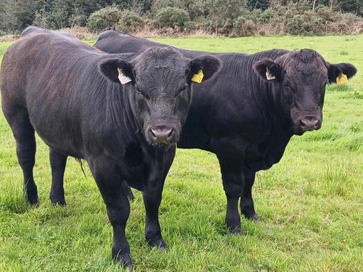 Bull Weanlings Balla Mart Tues 22nd - Image 2
