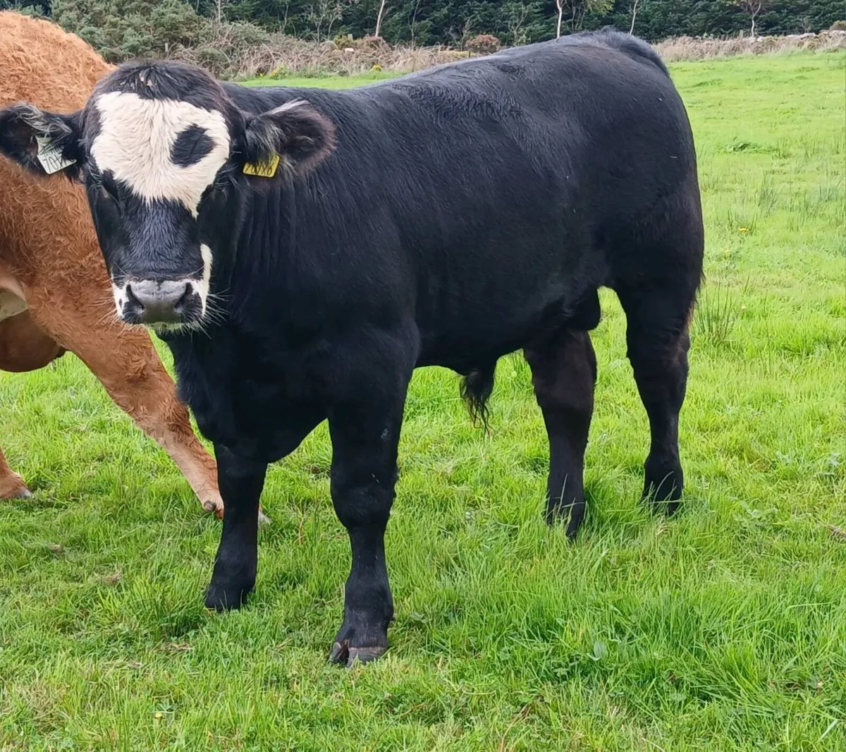 Bull Weanlings Balla Mart Tues 22nd - Image 3