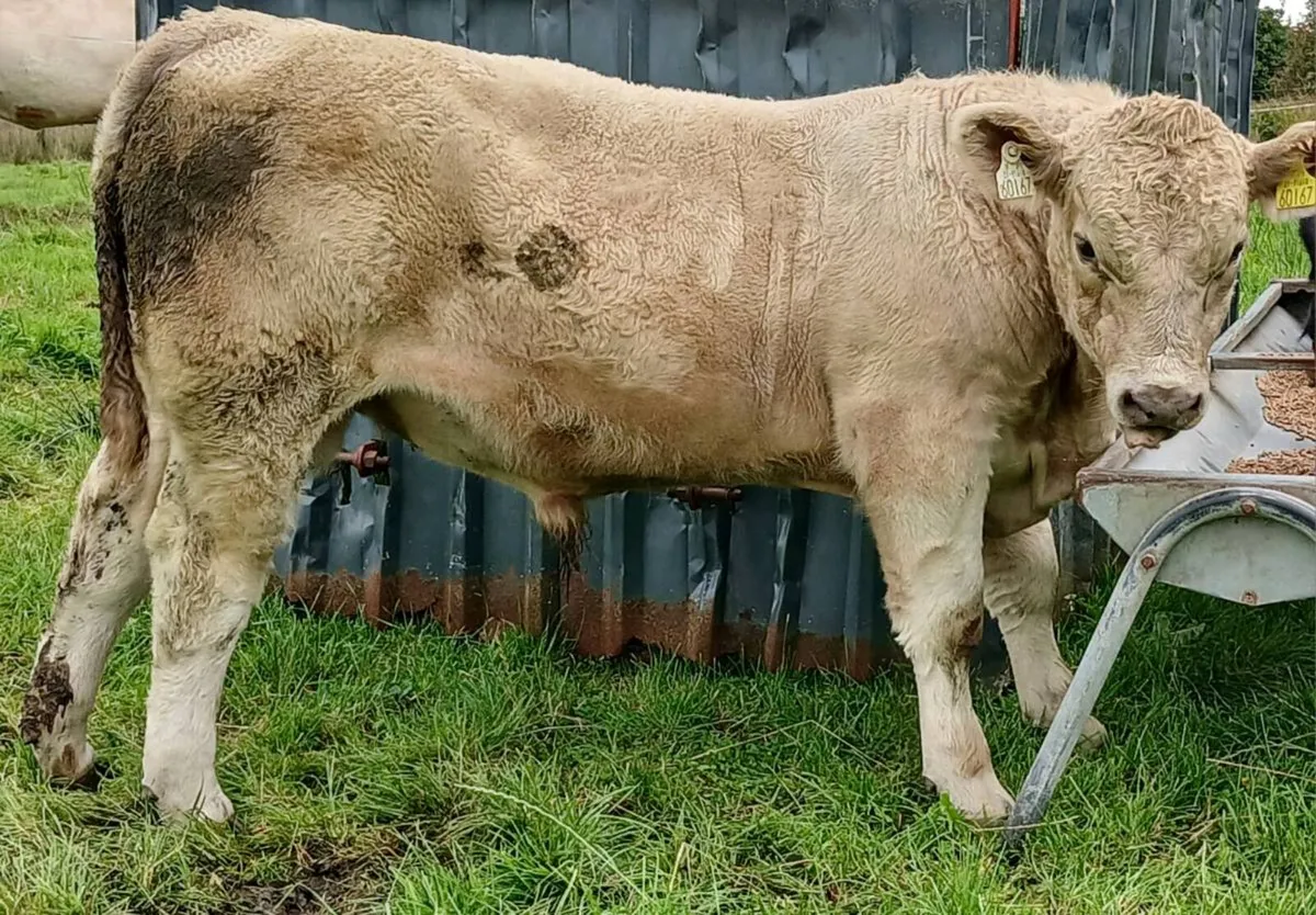 Bull Weanlings Balla Mart Tues 22nd - Image 4