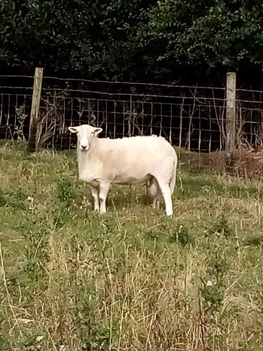 Easicare tup for sale - Image 3