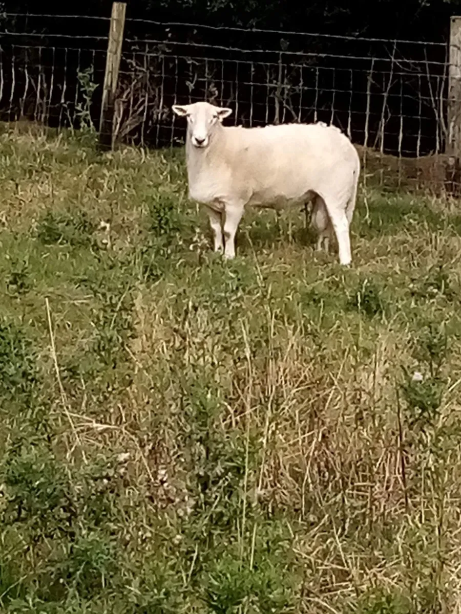 Easicare tup for sale - Image 1
