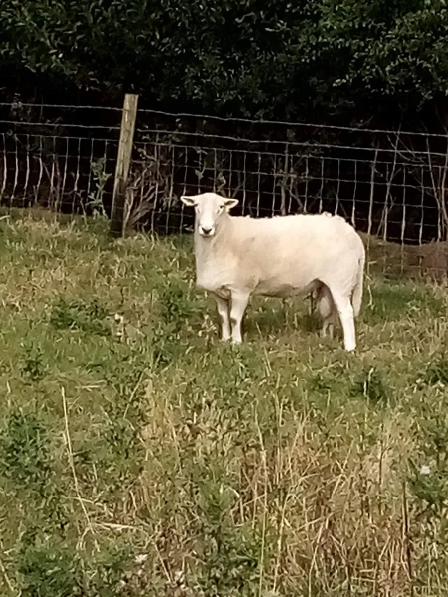 Easicare tup for sale - Image 2