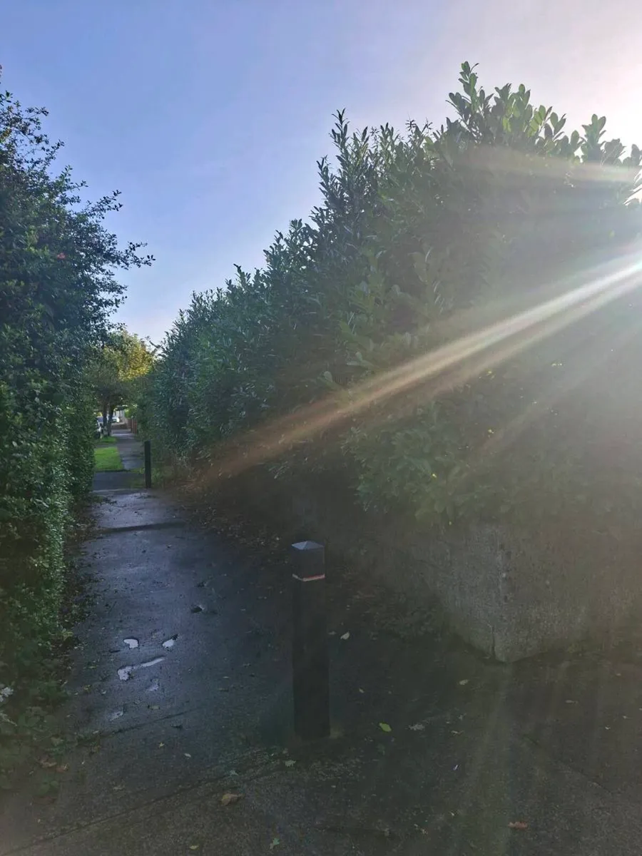 Tree Services ( A.K.J Tree Care) - Image 3