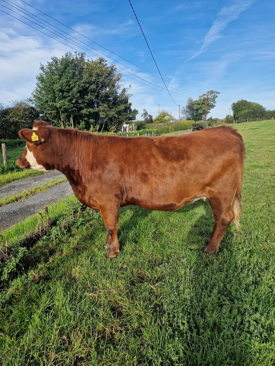 3 super in calf heifers - Image 3