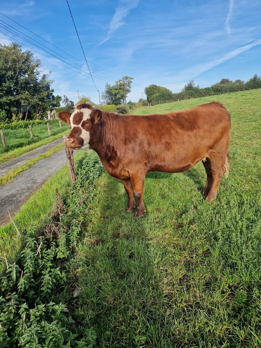 3 super in calf heifers - Image 4