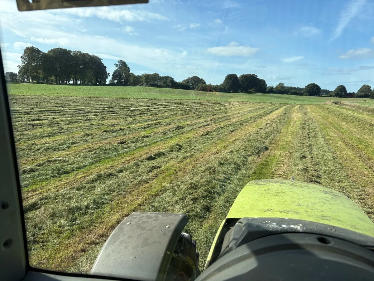 Dry second cut silage - Image 1