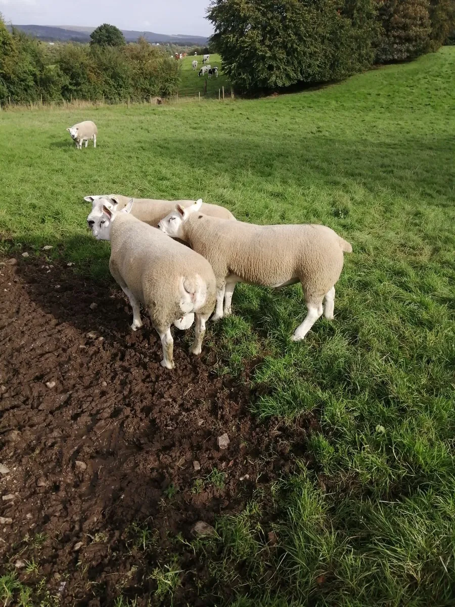 Texel shearlings. - Image 2