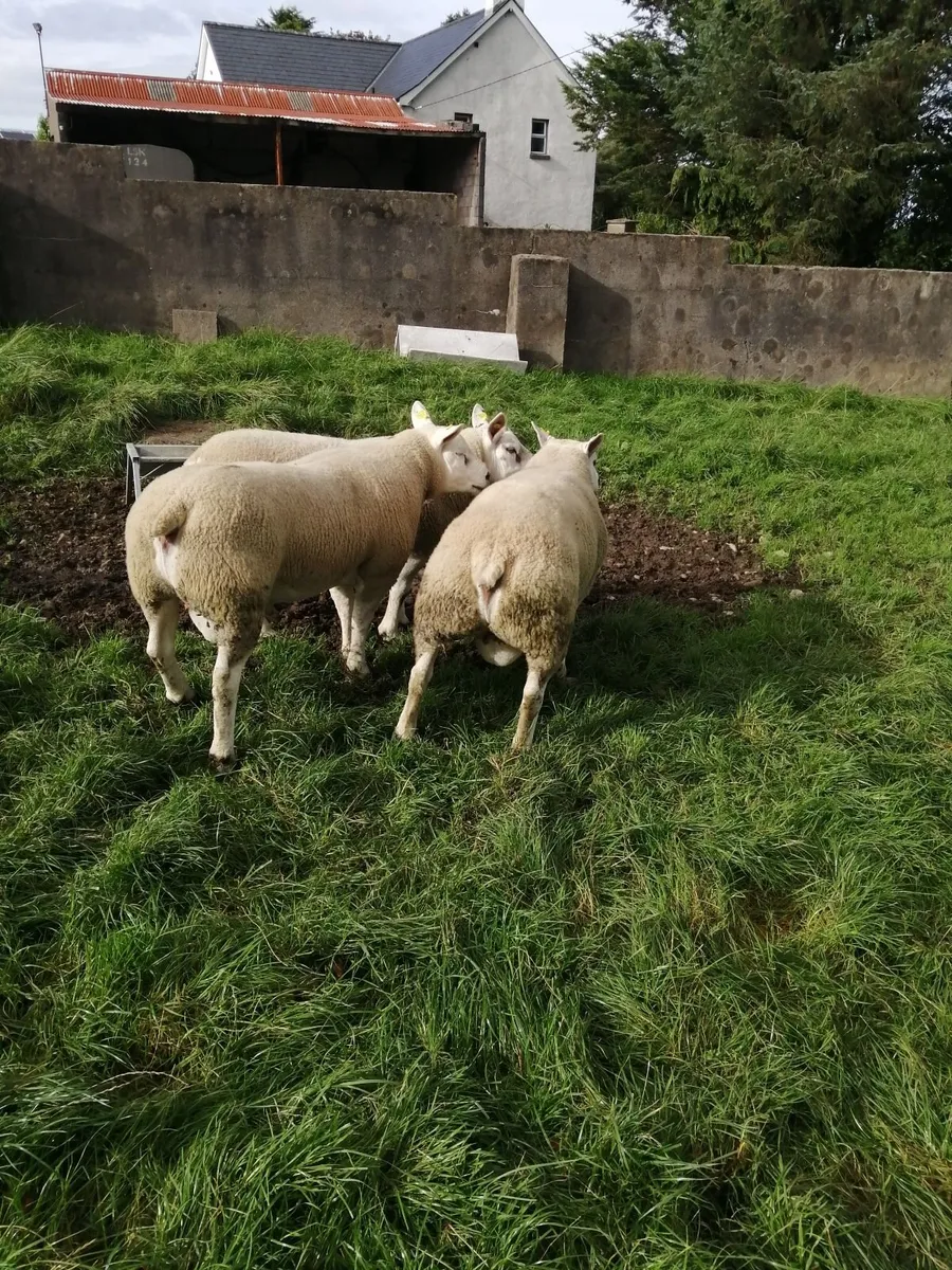 Texel shearlings. - Image 3
