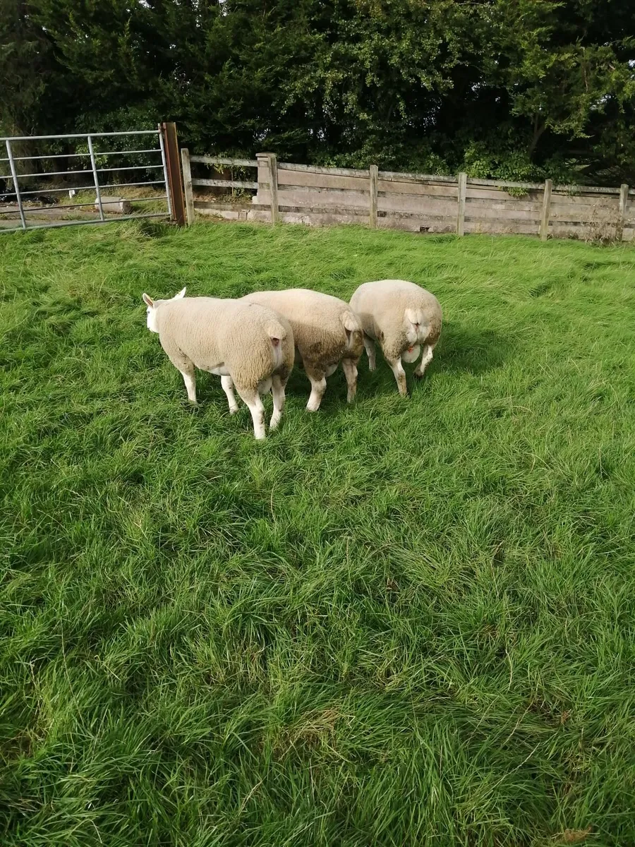 Texel shearlings. - Image 1