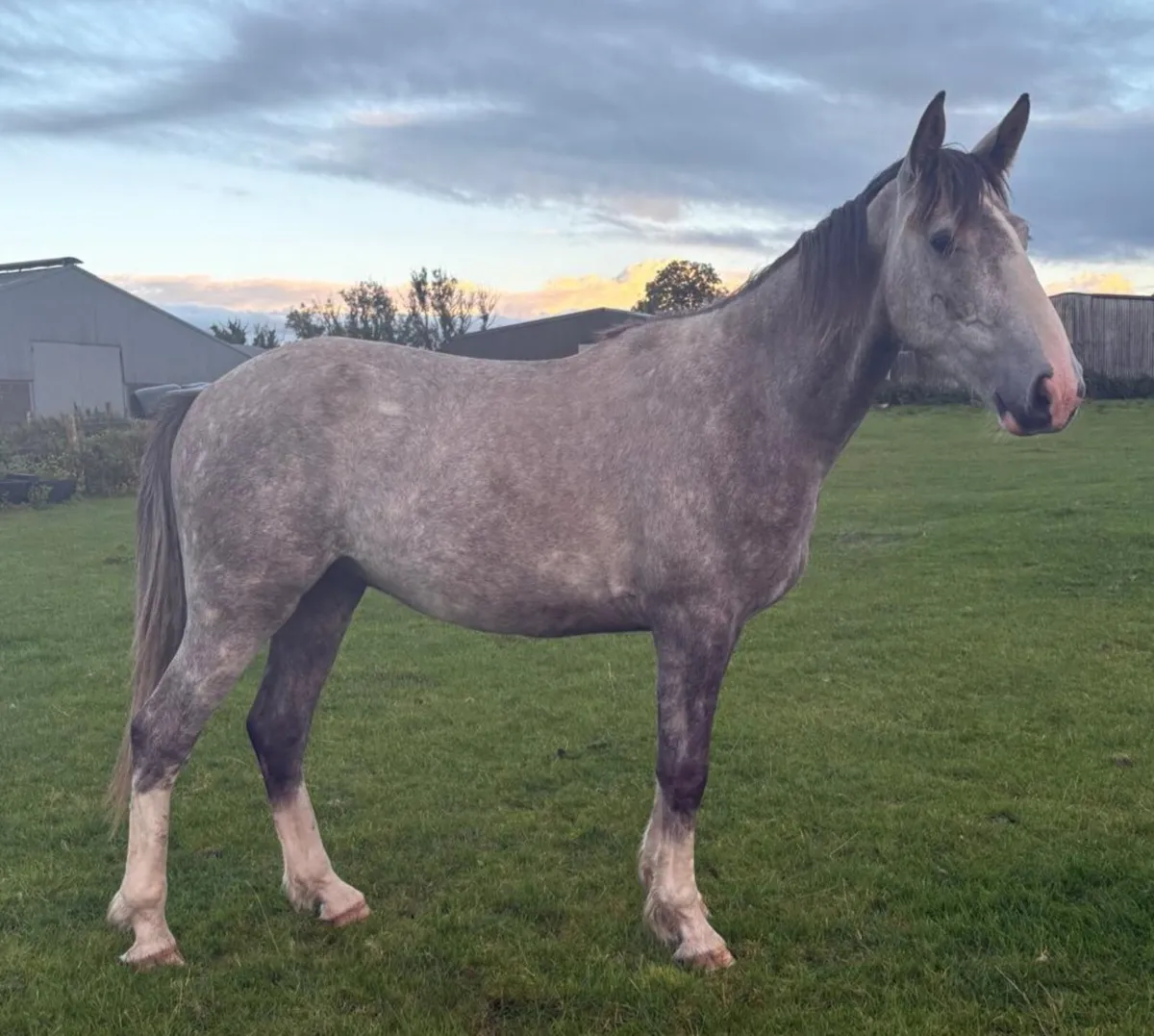 DRAFT GELDING - Image 2