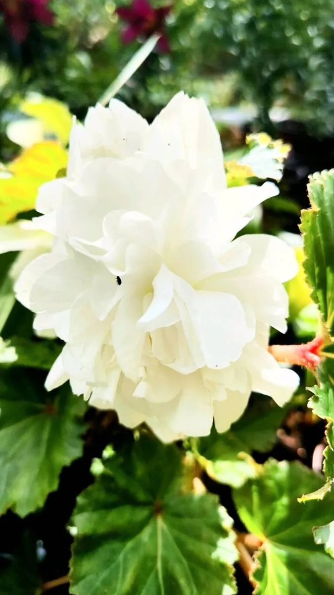 Begonia Grandiflora