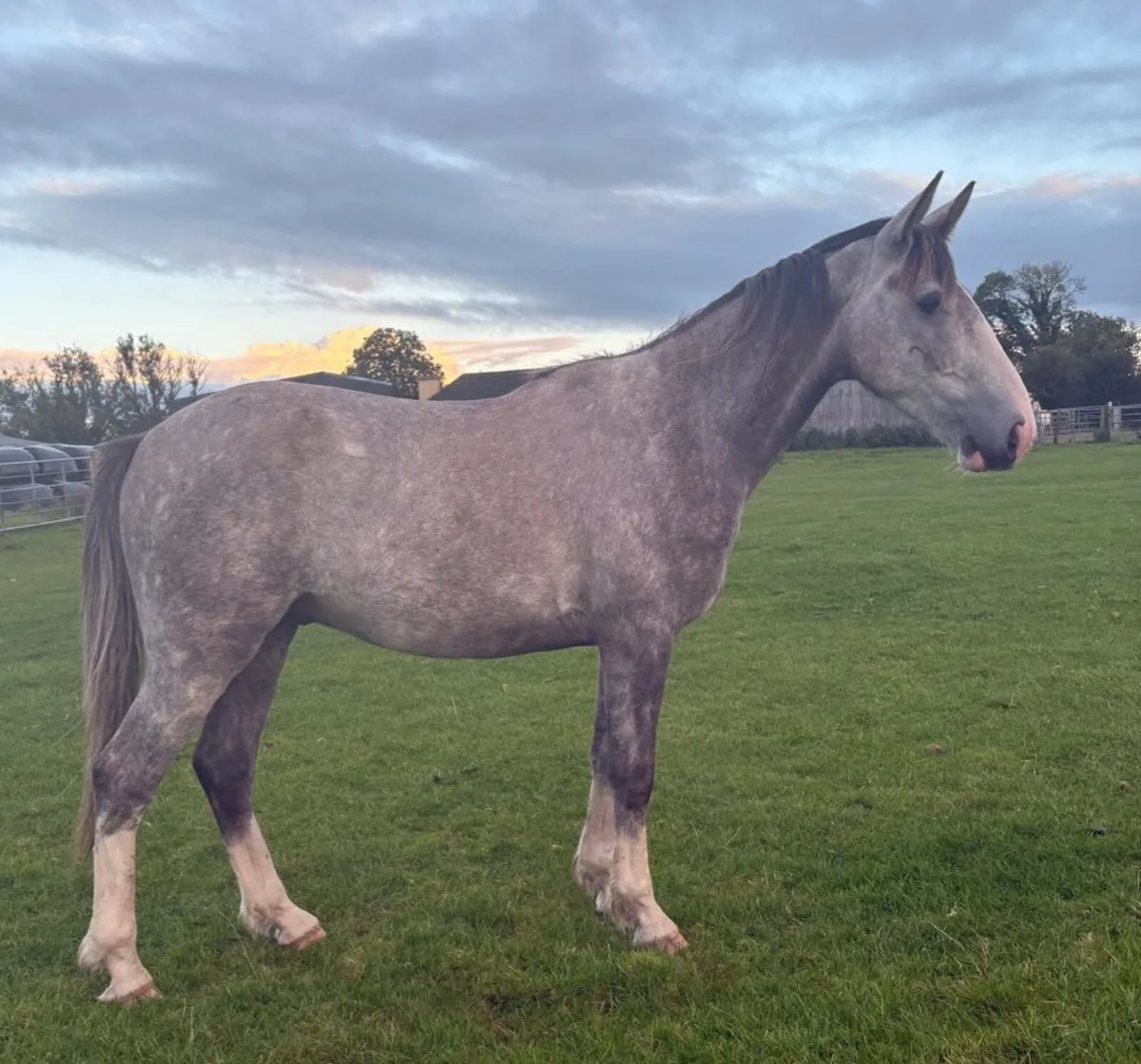 DRAFT GELDING - Image 1