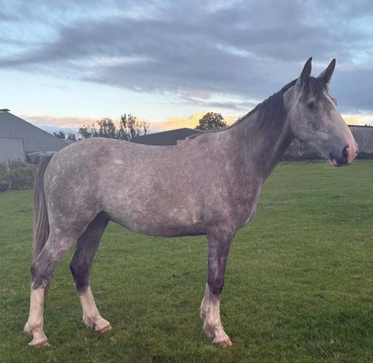 DRAFT GELDING - Image 3