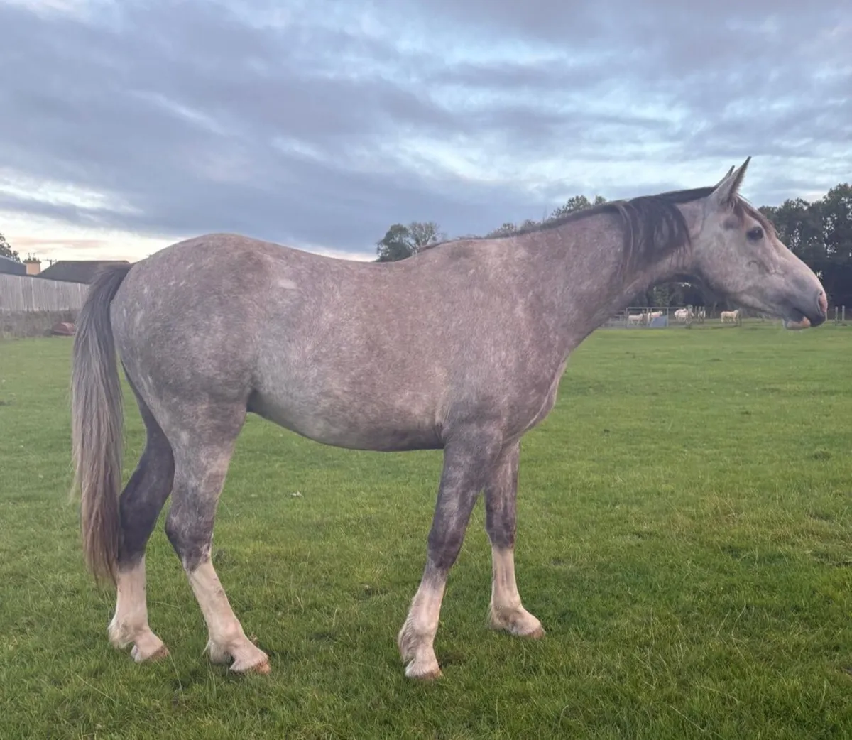 DRAFT GELDING - Image 4