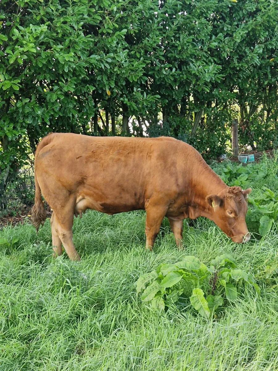 3 super in calf heifers - Image 1