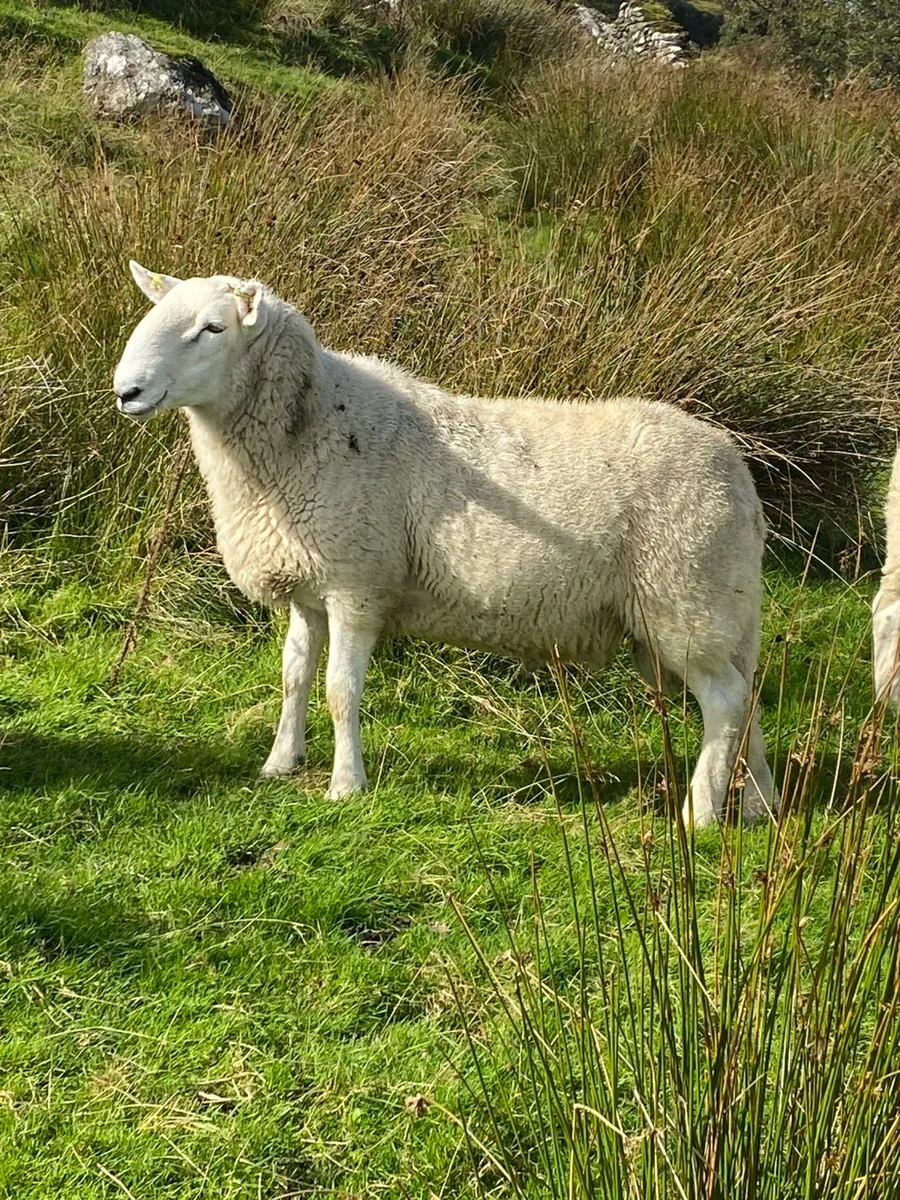 Cheviot rams - Image 4