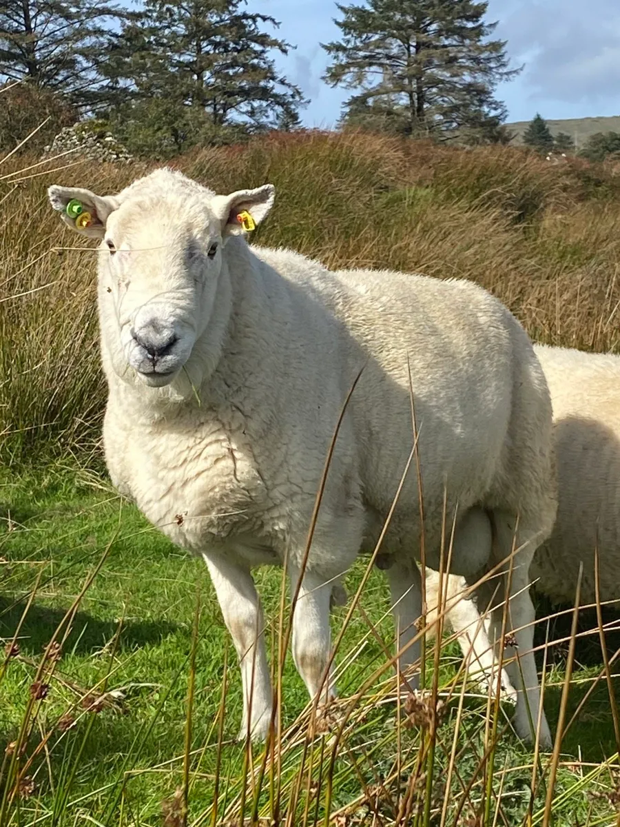 Cheviot rams - Image 1