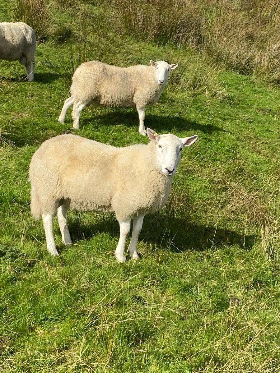 Cheviot rams - Image 2