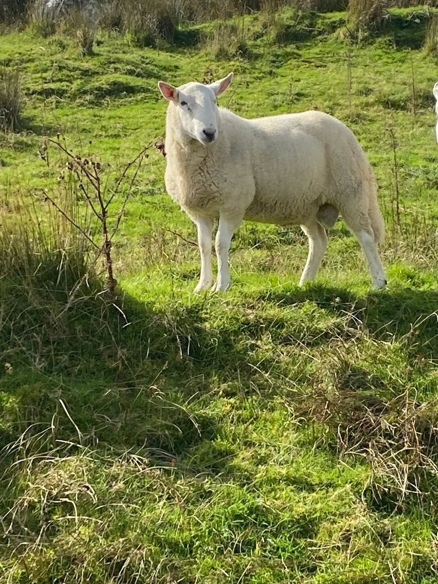 Cheviot rams - Image 3