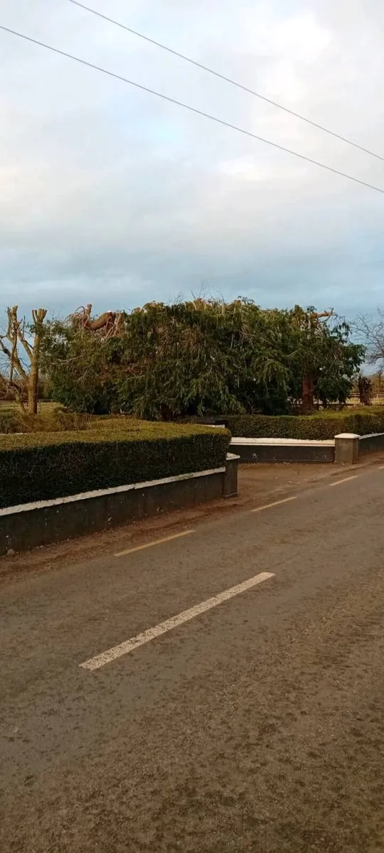 Tree Care (A.K.J Tree Care) - Image 3
