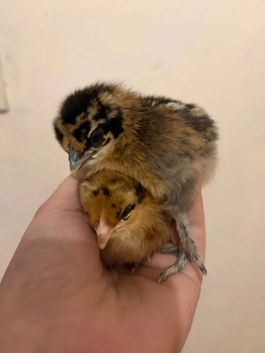 Chick - Image 1