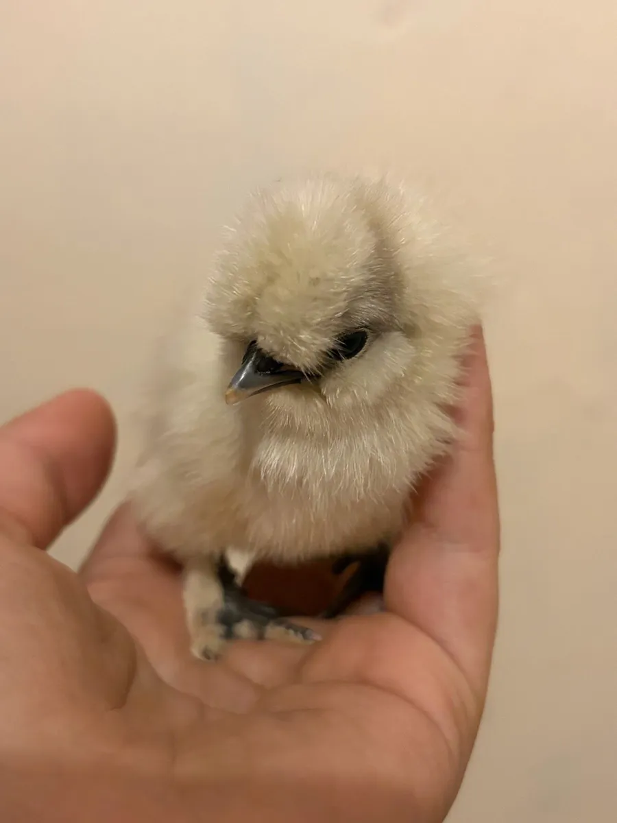 Chick - Image 2